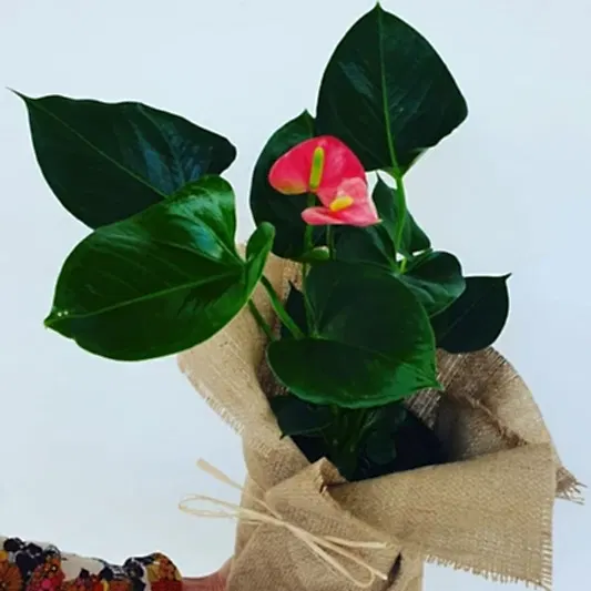Anthurium