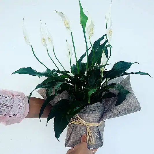 Peace Lily
