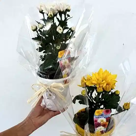 Chrysanthemum Plants