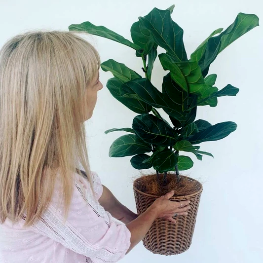 Fiddle Fig Leaf