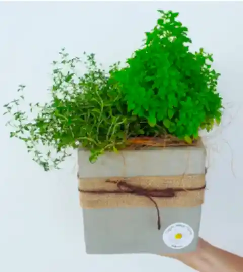Mini Herb Garden