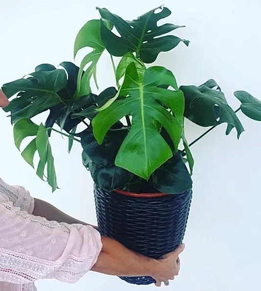 Monstera