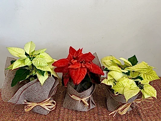 Traditional Poinsettia